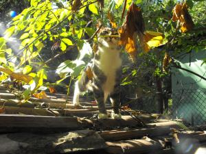 Прикачена снимка