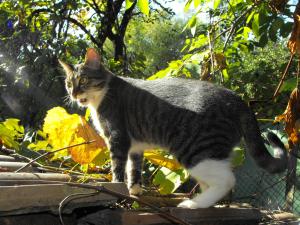 Прикачена снимка