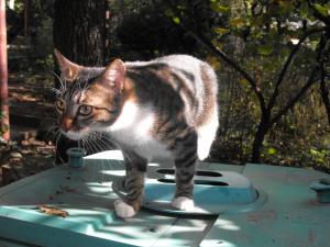 Прикачена снимка