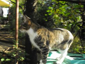 Прикачена снимка