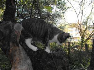 Прикачена снимка