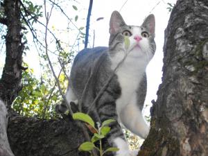 Прикачена снимка