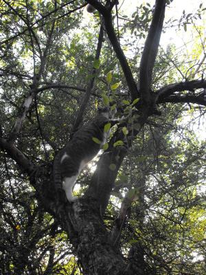 Прикачена снимка