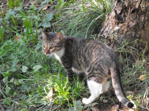 Прикачена снимка