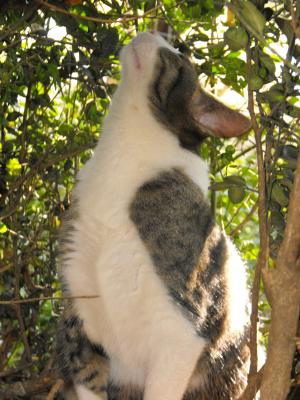 Прикачена снимка