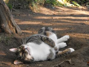 Прикачена снимка