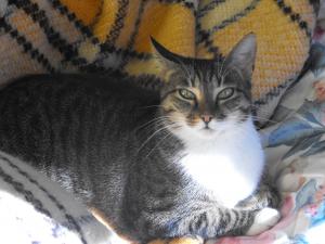 Прикачена снимка