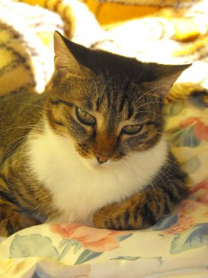 Прикачена снимка