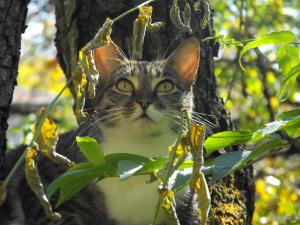 Прикачена снимка