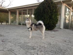 Прикачена снимка