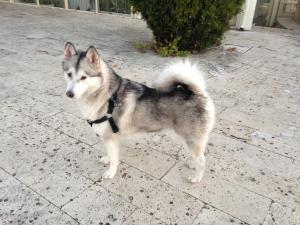 Прикачена снимка