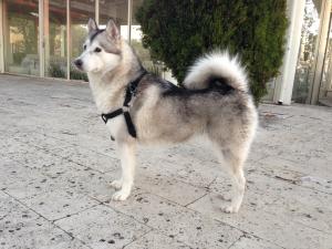 Прикачена снимка