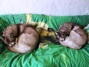 Прикачена снимка