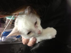 Прикачена снимка