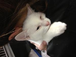 Прикачена снимка