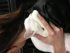 Прикачена снимка