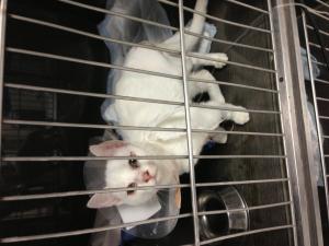 Прикачена снимка