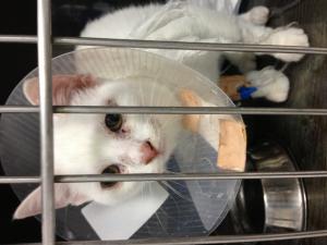 Прикачена снимка