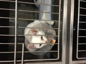 Прикачена снимка