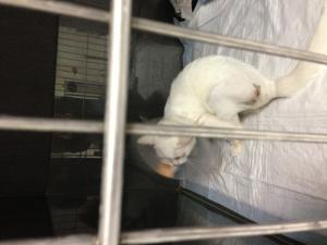 Прикачена снимка