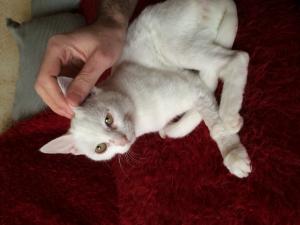 Прикачена снимка