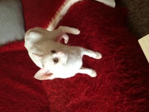 Прикачена снимка