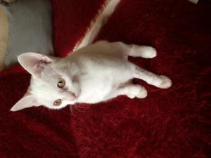 Прикачена снимка