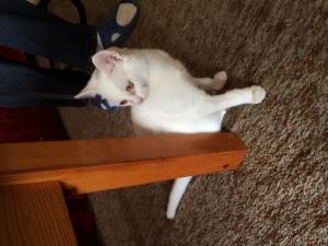 Прикачена снимка