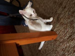 Прикачена снимка