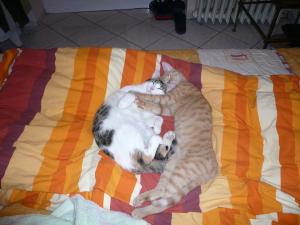 Прикачена снимка