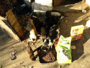 Прикачена снимка