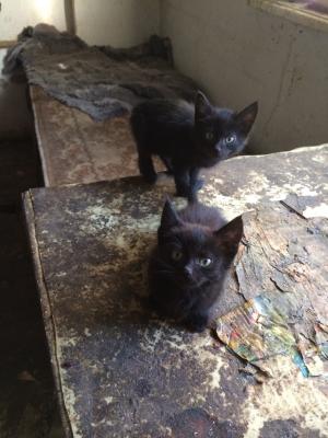 Прикачена снимка