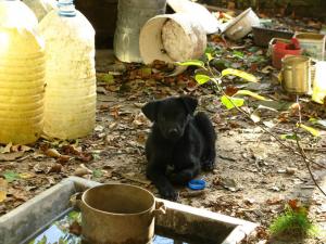 Прикачена снимка