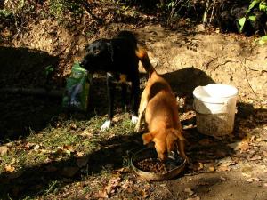 Прикачена снимка