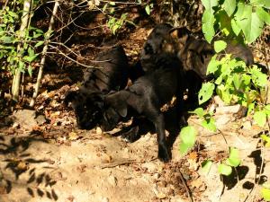 Прикачена снимка