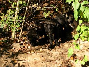 Прикачена снимка