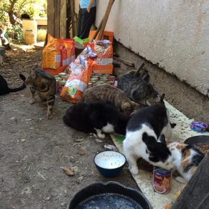 Прикачена снимка