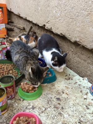 Прикачена снимка