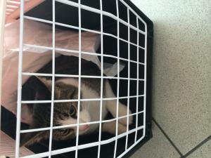 Прикачена снимка