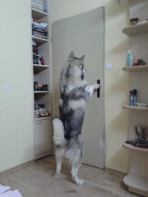 Прикачена снимка
