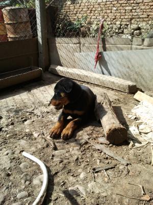 Прикачена снимка