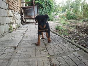 Прикачена снимка