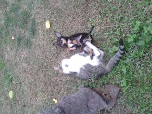 Прикачена снимка