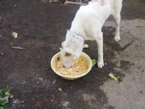 Прикачена снимка