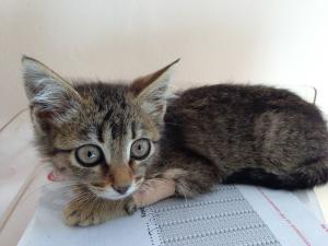 Прикачена снимка