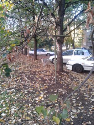 Прикачена снимка