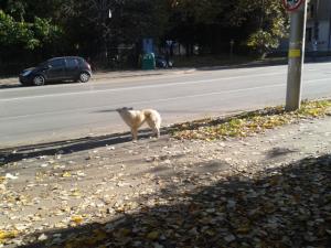 Прикачена снимка