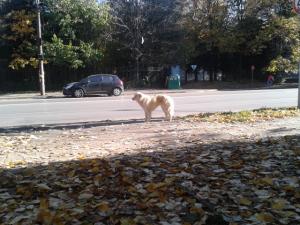 Прикачена снимка