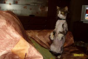 Прикачена снимка