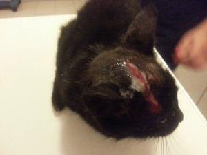 Прикачена снимка